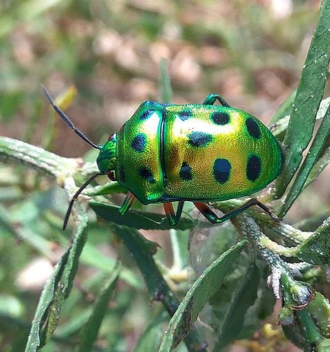 கான்கிரீட் காட்டில் 30: பொன் வண்டா, பூச்சியா?
