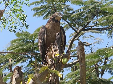 வானகமே இளவெயிலே மரச்செறிவே 03: தோட்டத்துக்கு வந்த தேன்பருந்து
