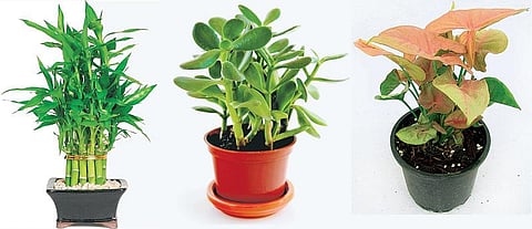 வீட்டுக்குள்ளே பசுமைக் கூட்டம்