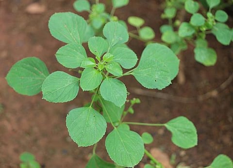 இந்திய மூலிகைகளுக்குக் கிடைக்குமா அங்கீகாரம்?