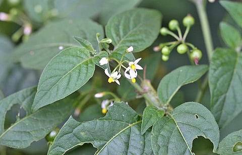 மூலிகையே மருந்து 04: ‘மண’ (மகிழ்ச்சிக்கு) தக்காளி!