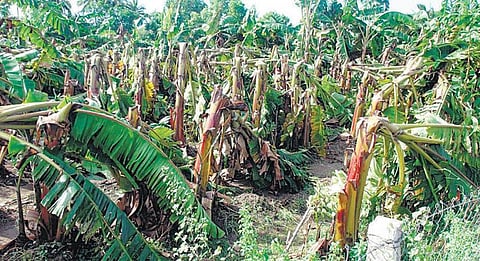 வாழை விவசாயிகளுக்கு உரிய இழப்பீடு வழங்குக: ஜி.கே.வாசன் வலியுறுத்தல்