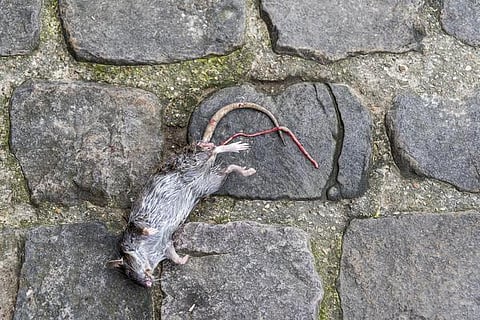 வானகமே இளவெயிலே மரச்செறிவே 04: மறைந்துவிட்ட மகாமாரி நோய்கள்