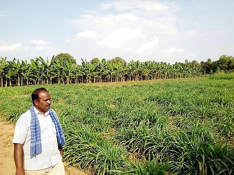 மாற்றம் தந்த மாற்றுப் பயிர் சாகுபடி!