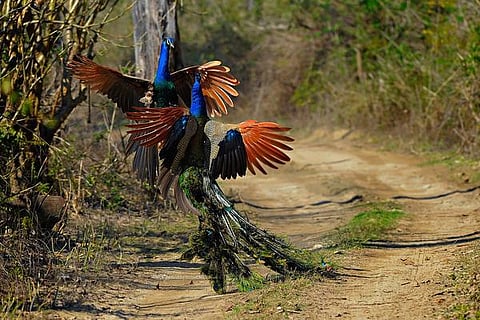 இயற்கையைத் தேடும் கண்கள் 05: ‘சாம்பியன்’ சாலையின் சாம்பியன்ஸ்!