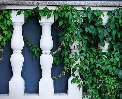 பால்கனிக்கு ஏற்ற கொடிகள்