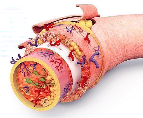 உடல் எனும் இயந்திரம் 23: உடலின் கவசம்