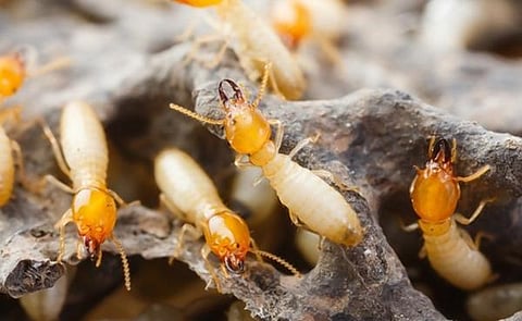 தொட்டனைத்து ஊறும் அமிழ்தம் 83: கண்ணில் தெரியும் மண்ணின் உயிரிகள்