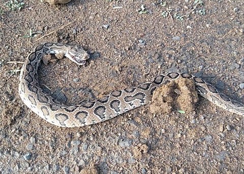 பெருநகரப் படுகொலைகள்