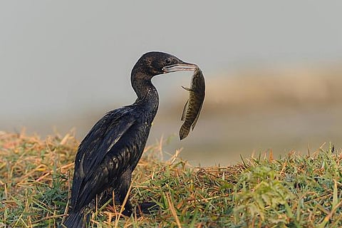 இயற்கையைத் தேடும் கண்கள் 06: இந்த மீன் யாருக்கு?