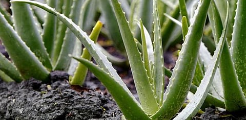 மூலிகையே மருந்து 06: கற்றாழை தரும் குளுமை