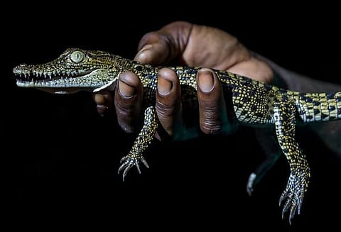 அக்கம் பக்கம்: முதலைகளை இரவிலும் பார்க்கலாம்