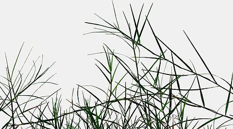 மூலிகையே மருந்து 07: அறுகம் புல் = ஆரோக்கியம்