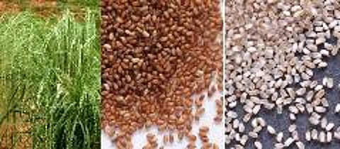 எத்தியோபிய பயிர்; சாதிக்கும் மைசூர் விவசாயிகள்: தமிழகத்தில் சாகுபடி செய்ய வாய்ப்பு