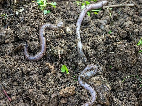 தொட்டனைத்து ஊறும் அமிழ்தம் 84: மண்புழு - உண்மையான உழவன்