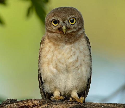 இயற்கையைத் தேடும் கண்கள் 08: நடன வணக்கம்