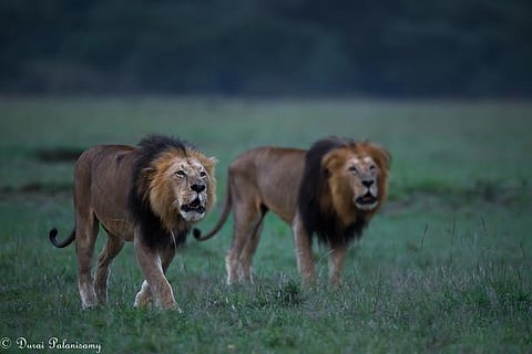 பேசும் படம்: சிங்க ராஜாவின் காடு