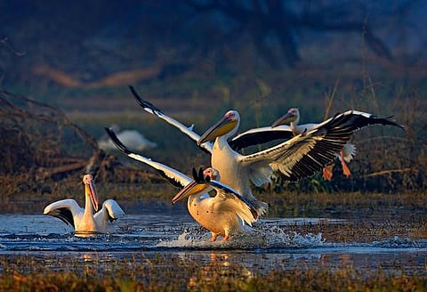 இயற்கையைத் தேடும் கண்கள் 09: கூட்டம் போற்றும் கூழைக்கடா!