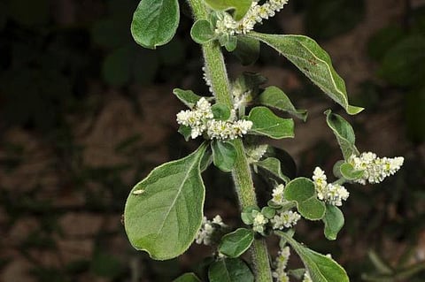 மூலிகையே மருந்து 09: சிறுபீளையின் பெரும்பயன்!