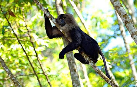 இயற்கையைத் தேடும் கண்கள் 10: சிங்கவால் ‘குரல்’ மன்னர்கள்!