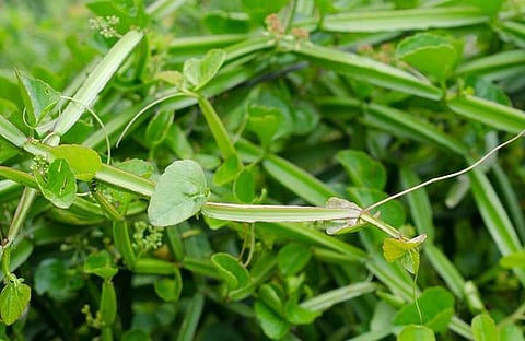 மூலிகையே மருந்து 10: வைரம் பாயச் செய்யும் பிரண்டை