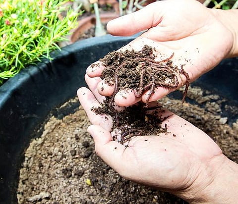 தொட்டனைத்து ஊறும் அமிழ்தம் 88: மண்புழு உரம் தயாரிப்பு முறை