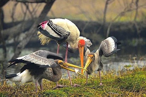 இயற்கையைத் தேடும் கண்கள் 11: நாரை நழுவவிட்ட ‘வாய்’ப்பு!