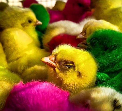 பேசும் படம்: இயற்கையே ஆனந்தம்