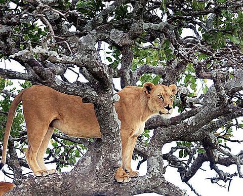 இயற்கையைத் தேடும் கண்கள் 12: சிங்கத்தின் பூனைத் தூக்கம்!