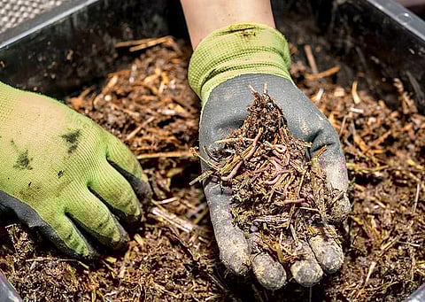 தொட்டனைத்து ஊறும் அமிழ்தம் 89: மண்புழு உரம் - கவனம் தேவைப்படுபவை