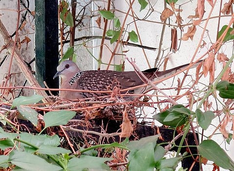 வானகமே இளவெயிலே மரச்செறிவே 08: பறவைகளின் கூடுகளும் நரிகளின் குழிகளும்