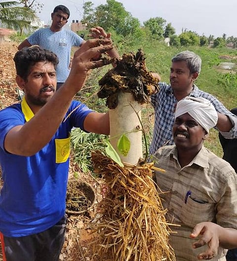 மரங்களை நடவு செய்கிறார்கள்: ‘வேரான’ திருநகர் பக்கத்து இளைஞர்கள்