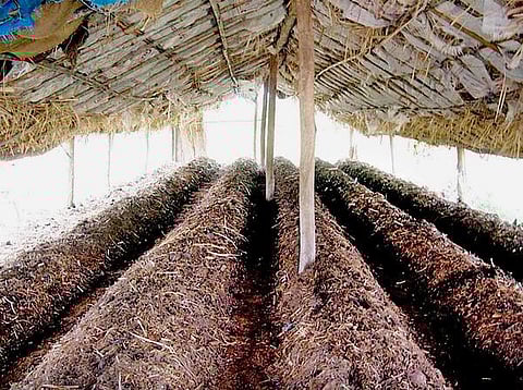 தொட்டனைத்து ஊறும் அமிழ்தம் 90: இயற்கை உரங்களின் மகுடம்!