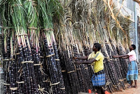 கரும்புக்கு இனி காலம் உண்டா?