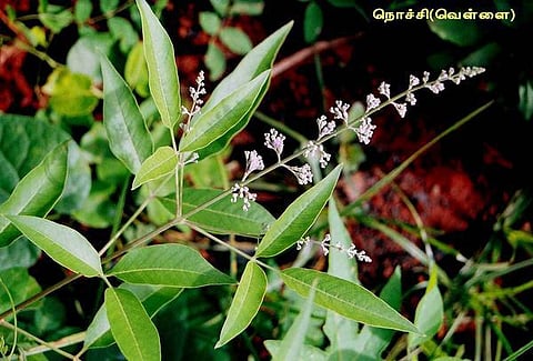 இயற்கைக் கொசு விரட்டி