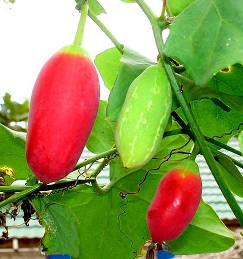 மூலிகையே மருந்து 14: கோவை ‘குணம்’ காண்!