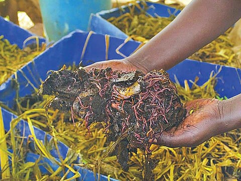 தொட்டனைத்து ஊறும் அமிழ்தம் 93: பயிர்வாரியாக மண்புழு எரு