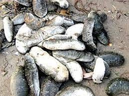 கடல் அட்டைகளை அழிந்து வரும் உயிரினப் பட்டியலில் இருந்து நீக்க மக்களவையில் அன்வர் ராஜா வலியுறுத்தல்