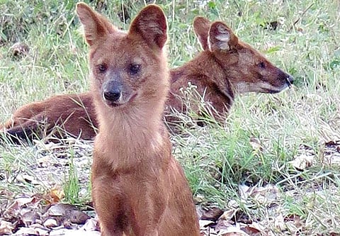 வானகமே இளவெயிலே மரச்செறிவே 10: வேட்டைக்காரன்
