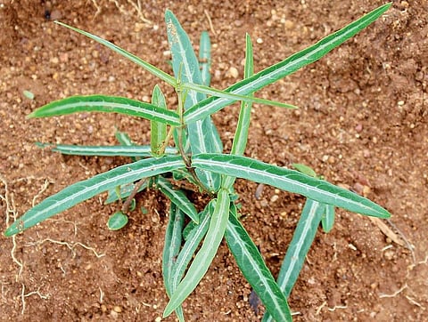 மூலிகையே மருந்து 17: நாடி வரும் நலம்… நன்னாரி!