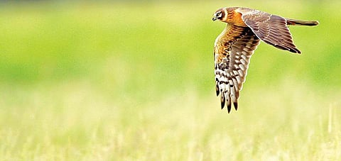 இயற்கையைத் தேடும் கண்கள் 16: புல்வெளி தொலைந்தால் தொலையும் பறவை