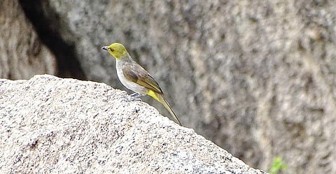 செஞ்சிக்கு வாங்க... சின்னானைப் பாருங்க...