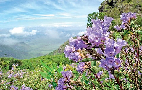 மலரே, குறிஞ்சி மலரே...