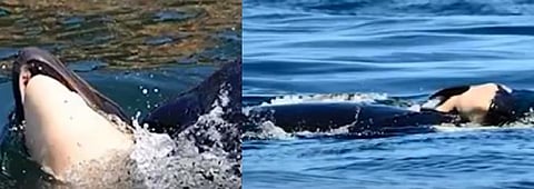 இறந்த தன் குட்டியை 17 நாட்களாக கடலில் சுமந்து சென்ற திமிங்கலம்: விஞ்ஞானிகள் நெகிழ்ச்சி