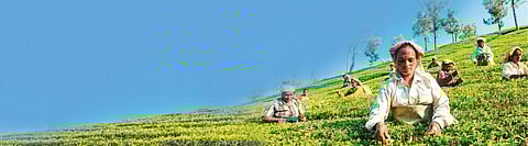 பச்சைப் பாலைவனங்களில் பழங்குடிகள்!