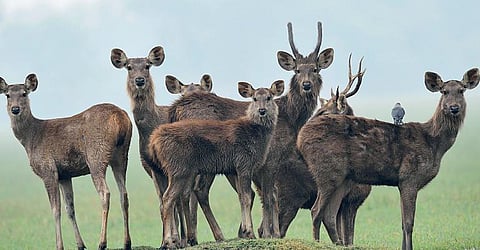 இயற்கையைத் தேடும் கண்கள் 18: கடமான்கள் எடுத்த ‘குரூப் போட்டோ!’