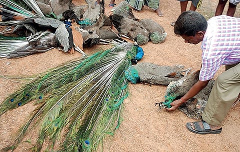 மண்ணில் மயில்களுக்கும் இடமுண்டு!