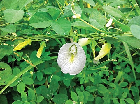 மூலிகையே மருந்து 19: நலம் அறிவிக்கும் ‘சங்கு!’