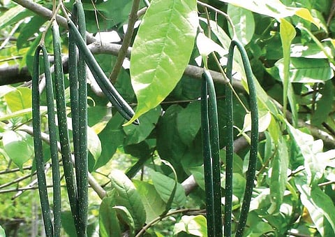 மூலிகையே மருந்து 19: ஆரோக்கியத்தின் பூஞ்சோலை… வெட்பாலை!