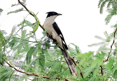 வானகமே இளவெயிலே மரச்செறிவே 11: அன்னம் தமிழகப் பறவையா?